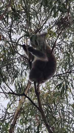 Abundant wildlife on today's Kangaroo Island Tour. Love this place!!! #discoveradelaidetours #discoveradelaide #kangarooisland | Discover Adelaide Tours