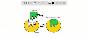 The human body is characterized by an extremely complex system of interrelated chemical reactions. A large number of enzymes are necessary for many of these reactions to occur at suitable rates. Enzymes are very selective in the reactions they catalyze, and some are absolutely specific. Use the lock-and-key model to account for the specificity of an enzyme. | Numerade