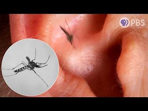 Who Loves a Mosquito’s Buzz? The Answer Will Bug You! | Deep Look