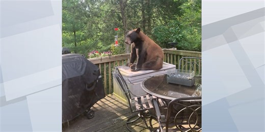 Iowa DNR: Black bears could make Iowa its permanent home within 5 years