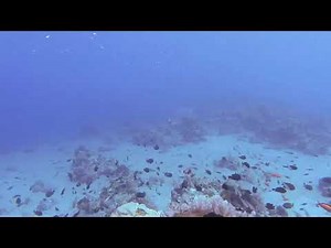 Underwater Ballet (Dancing with the "Starfish")
