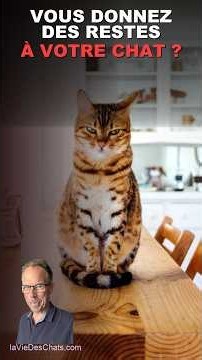 Vous donnez des restes de repas à votre chat ? #laviedeschats #chats