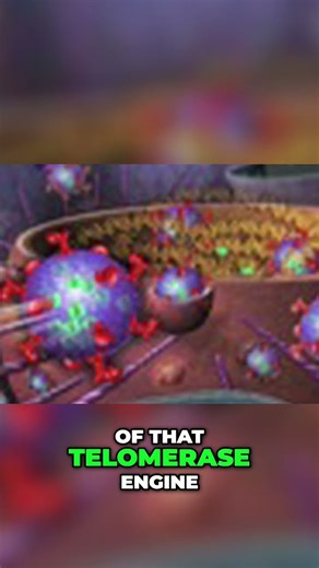 #23 TA65 Explained - Boost Telomerase Expression for Longevity