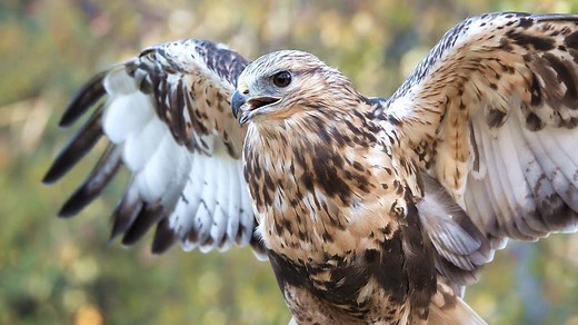 The rough-legged buzzard is a medium-large bird that is usually found in North America and Eurasia during breeding season. This species is carnivorous and mainly feeds on small mammals. | CGTN