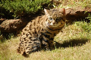 Black Footed Cat Facts | Big Cat Rescue | Wild cats in the wild: Our mission, their future.