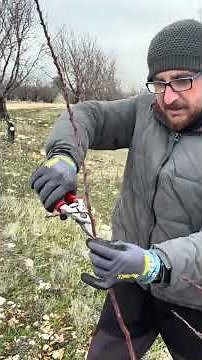 FORMATIVE PRUNING IN ALMOND TREES #pruning #almonds