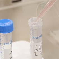 Rapid, Directed Differentiation of Retinal Pigment Epithelial Cells from Human Embryonic or Induced Pluripotent Stem Cells