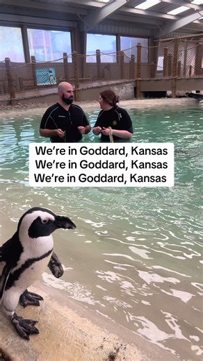 Swim with Penguins at Tanganyika Wildlife Park