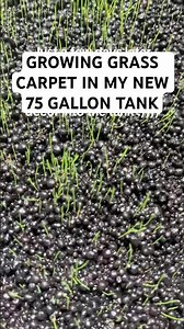 Growing Grass carpet in my new 75 gallon tank 🌾💧 #75gallontank #aquariumcarpet