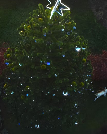 As the Christmas lights glow softly around our monkey puzzle tree, each bauble tells a story of love that will never fade. Take a quiet moment to look for your pet’s name. A small reminder that they are remembered, cherished, and forever part of the Dignity family. This tree stands not just for Christmas, but for the many lives that have touched our hearts and continue to shine in our memories. 💙 | Dignity Pet Crematorium