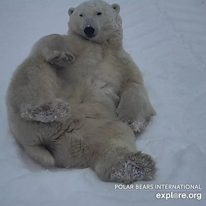 6.8K views · 642 reactions | Polar bear here, wishing you a warm welcome back to this winter wonderland after your fancy summer in Alaska with the brown bears. Hope you'll join us today for a live Polar Bear Cam kickoff chat: https://www.youtube.com/live/-Mmrqa_W8f0?si=4Nfr7enzyMhe-6zY | explore.org | Facebook