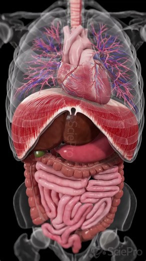 Your Body in Motion: Colon, Lungs & Heart | SciePro