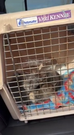 At Turtle Mountain Animal Rescue, we work hard to keep our page a positive, uplifting place. We know rescue can be heavy, and we try not to overwhelm our supporters with the toughest cases we see. But the truth is: situations like the one in this video happen far more often than we ever share. This litter of kittens is just one example. Their mother was tragically hit by a car, and the kittens were then attacked by a dog shortly after. Despite the incredible effort of our fosters and veterinary 