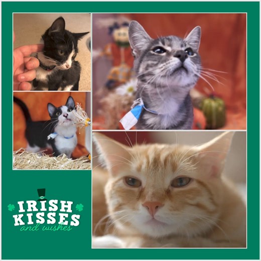 Kitties at Marshall Pet Adoption Center, too, honor St. Patrick’s Day with $17 adoptions!🍀☘️ | Friends of Marshall Animals