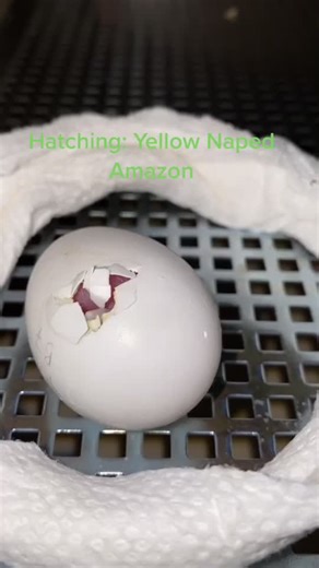 Amazon Parrot Egg Hatching | Miraculous Aviculture Process