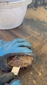 POV of diving for the most beautiful pearls on the planet. Tahitian Black Pearls. | Kamoka Pearls