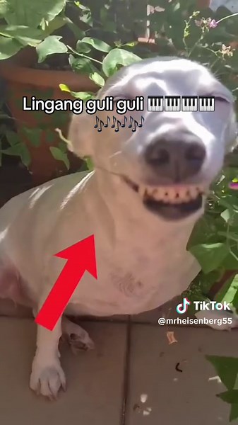 Mesmerizing Lingang Guli Guli Piano Performance