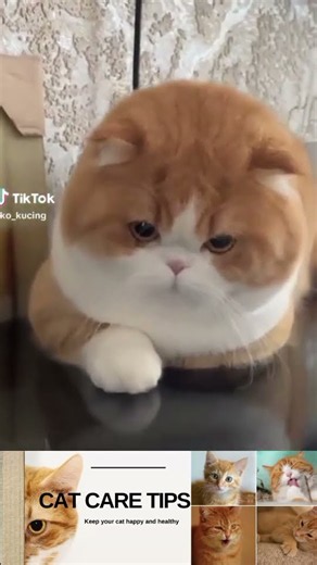 Adorable Chubby Cat Melts Hearts with the Cutest Big Eyes 😻 | Cute Cat Moments#shorts
