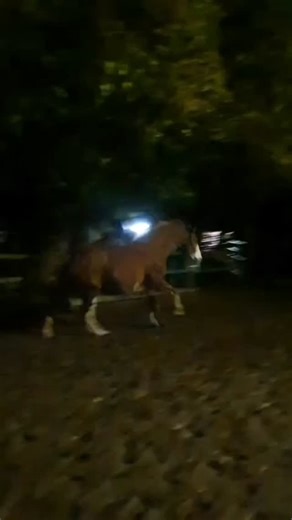 255 reactions · 21 comments | DANCING MILKY vom Hengstleistungsprüfungssieger DANCING WORLD. Tragend von GREY TONIC! ❤️ Gestern Abend wollte ich sie nur noch etwas Laufen lassen...unser Reitplatz ist wie ein Strand- MILKY liebt das! Sieht irgendwie lustig aus, oder? Wie sie durch das Wasser stapft mit ihren weißen Füßen! 藍 #dressage #wasser #pregnantmare #foalsofinstagram #foals #dressagehorse #strand #galopp | Pferdezucht mit Liebe | Facebook