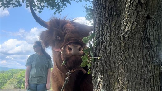 The Minatare Highland Cow craze is taking off in Amherst