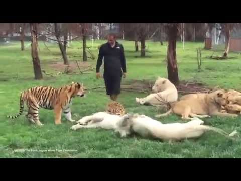 Tiger saves Zookeeper from leopard attack