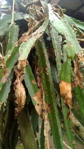 dragon fruit like this will die | Characteristics of dragon fruit attacked by fungal disease