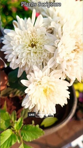 White Chrysanthemum | White Mums | Chrysanthemum Flowers | Beautiful flowers | Chrysanthemum blooms
