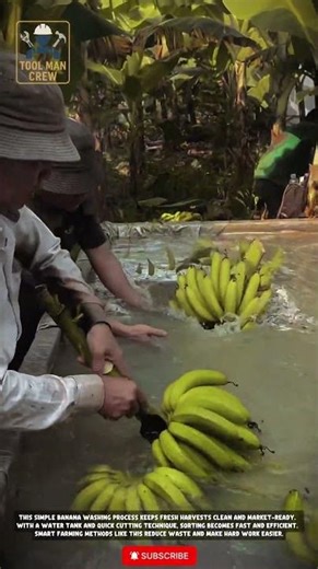 Simple & Efficient Banana Washing Tools for Cleaning and Sorting Fresh Harvests