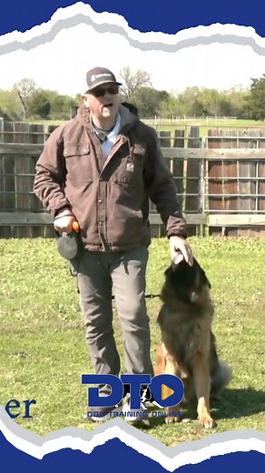 Touch Heeling with the Clicker with Joeri Goedertier’s Method Joeri demonstrates how to teach a young pup to heel with precision shoulder to knee using his “Touch Heeling” technique. You’ll see: ✅ Why shoulder placement matters ✅ The step-by-step from static to moving heel ✅ How to keep training low-stim and fun ✅ The secret of combining verbal body cues ✅ Why playful time is just as important as drills 🎥 Watch the full video 100s more with your 7-day free trial → https://dogtrainingonline.com/