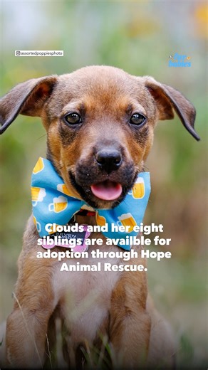 This adorable puppy looks like a chipmunk after an intense bee sting. 🥺 https://trib.al/3Ub9qbc | Good Morning America