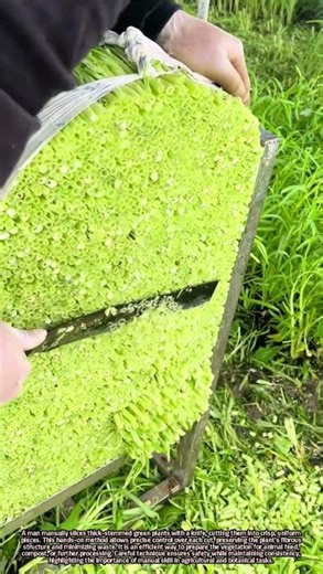 Manual Knife Cutting of Thick-Stemmed Green Plants Into Crisp Pieces