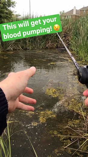 Why topwater frog strikes create the most intense moments