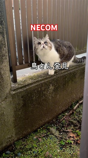 ねこのパトロール #エキゾチックショートヘア #exotic #shorthair