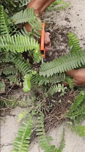 Propagating Boston Ferns from runners