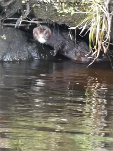 American mink #nature#American mink#wildlife