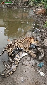 43K views · 254 reactions | Jaguar attack jungle big Python snack sje 樂 #animals #shorts #amazing #fblifestyle | Love Animal's | Facebook