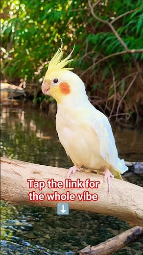 Cockatiel behavior in the wild. #cockatiel #birds #parrot #naturesvoice