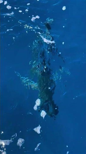 Rare Ocean Species Caught on Camera Footages | Amazing Marine Life fish in sea water