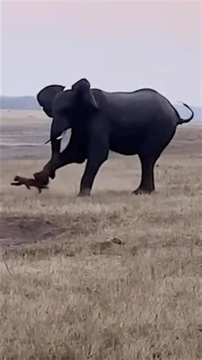 Elephant Kicks a Honey Badger! 🦡🐘