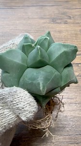 Astrophytum myriostigma｜#cactus #flower #potted #plant #garden｜SprezeLand | 張春風