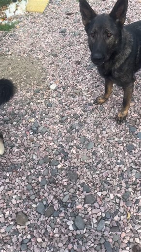 Remember Fin, 14 days ago was so scared and reactive he HID BEHIND my legs with ears and tail tucked at the sight of dogs 500 feet away? LOOK at him go! Engaging! Playing! Every dog is different in their time line and we truly never know until we start working them how long the dog will need but we do have a best guess because we have about 40k dog training interaction experiences under our belt at this point. His owners couldn’t get him to leave their side so we brought him in so we could use o