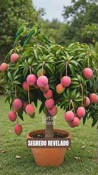 HOW TO GROW MANGO TREES FROM CUTTINGS #plants #mango #homegarden #garden #tips #plantcuttings #farm