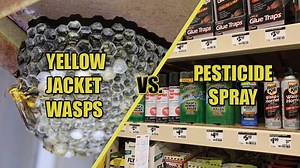Best Wasp & Hornet Spray Review 2019 - How To Choose The Best Pesticide Spray