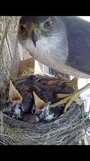 Hawk Steals Two 14-Day-Old Baby Robins Right Out of Their Nest #PredatorPrey #NaturesDrama #UnfortunateEncounter #RobinsInDistress #FYP