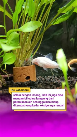 fakta unik ikan corydoras yang jarang orang ketahui #fakatunik #faktamenarik #ikancorydoras