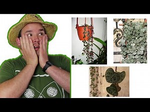 Die Leuchterblume: Standort, Gießen, Pflege | Pflanzprofil