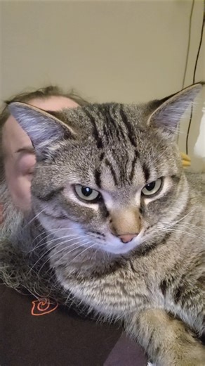 Cuddle Buddy #cat #catdad #shortvideo #shorts #short #viralvideo #viral #video #animals #fyp #fypシ