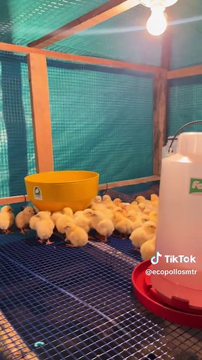 Manejo y Recepción de Pollos de Engorde en Avicultura