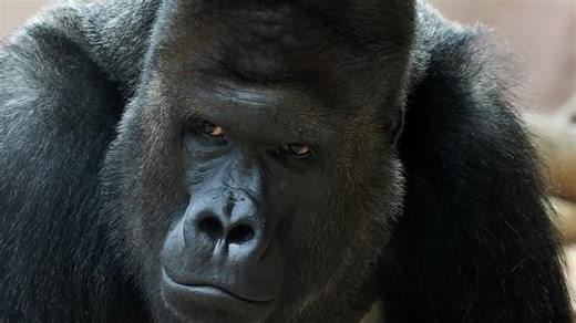 Photographs, footprints and the skunk ape debate