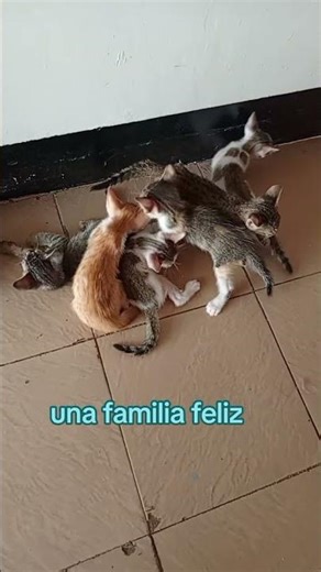 #elenabr #humor #quotes #cats #fypシ゚ #comedy #reels #beautifulcats #michis #family #feed #shorts